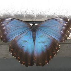 Výstava Motýlů Troja