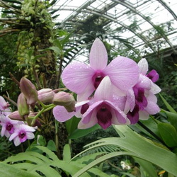 Výstava orchidejí - Fata morgana Troja